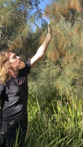 Robbie inspecting a river sheoak in pollination